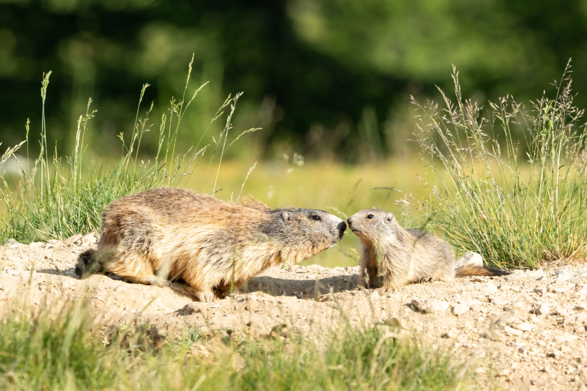 Des Animaux pour émerveiller et éveiller les enfants | Photos Animaux Sauvages