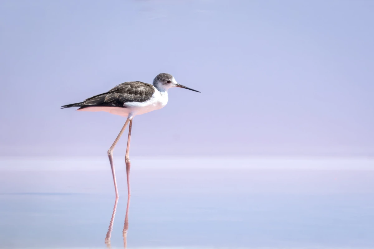 Photos éthiques et responsables d'oiseaux | Photos Animaux Sauvages