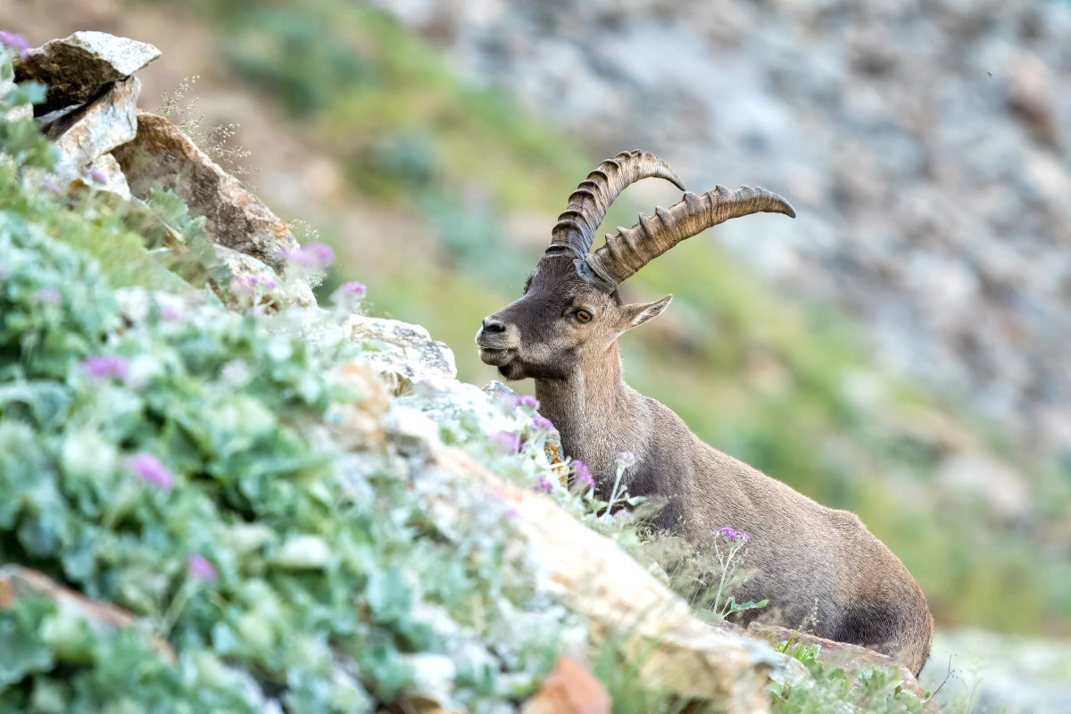 Photos éthiques et responsables d'animaux de montagne | Photos Animaux Sauvages