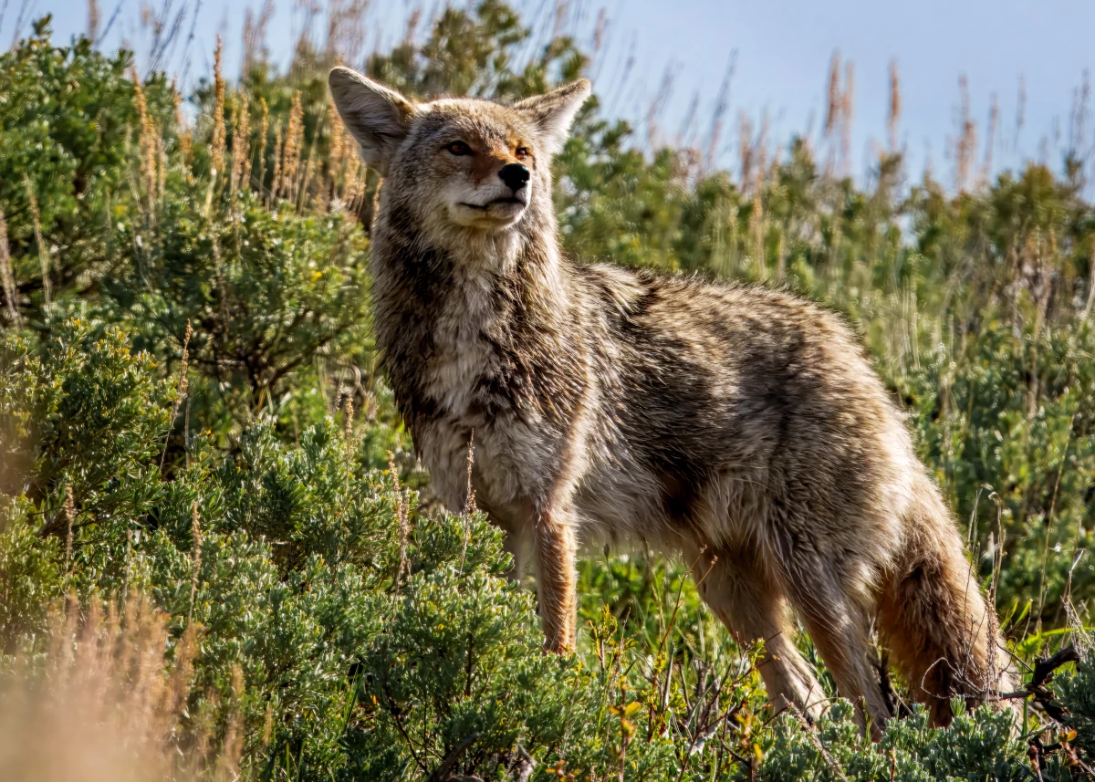 Nos tirages photo haute qualité se distinguent par leur durabilité | Photos Animaux Sauvages