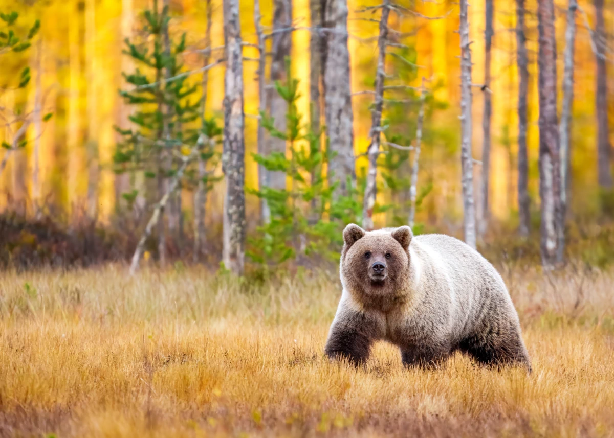 Tirages sans bordure blanche : liberté d'encadrement | Photos Animaux Sauvages