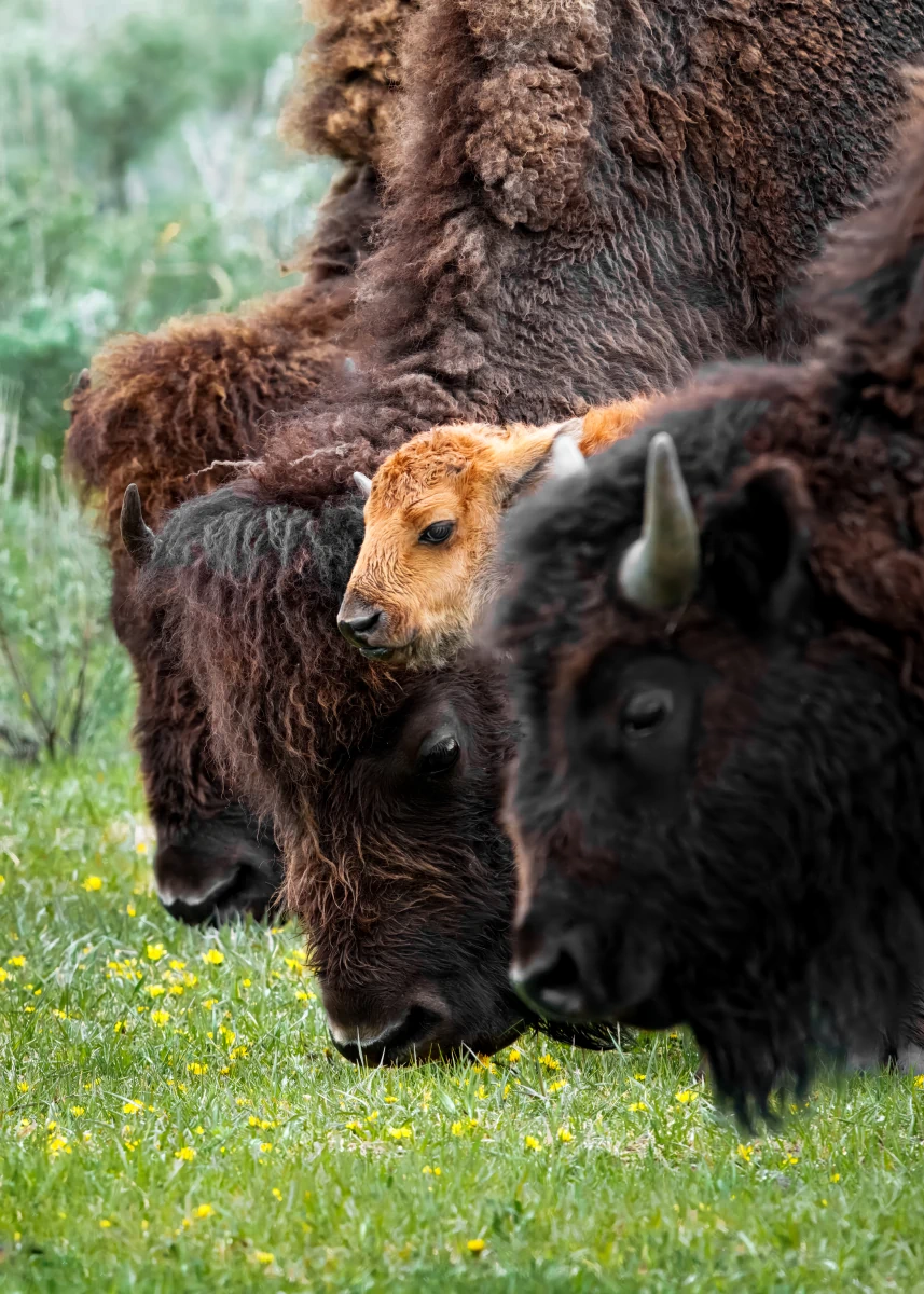 Bisons N°1 | Décoration intérieure murale et cadeau original