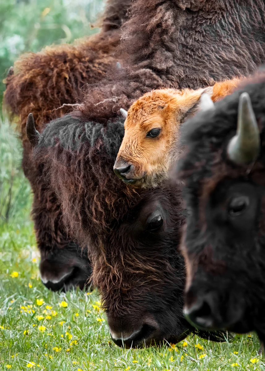 Photos Animaux Sauvages | Un bébé bison sauvage au milieu de sa famille, au coeur des grands espaces américains. Tirage photographique sur papier mat haute qualité.