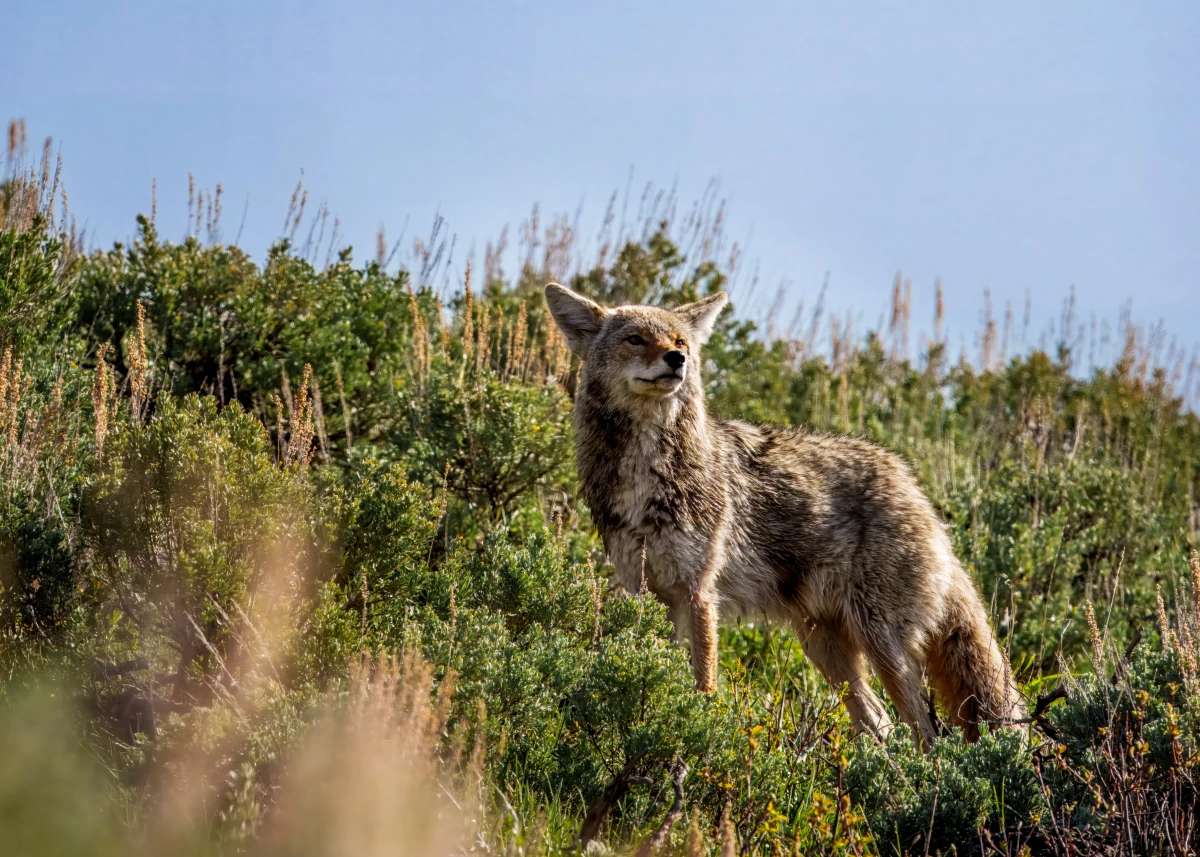 Coyote N°1 | Décoration intérieure murale et cadeau original