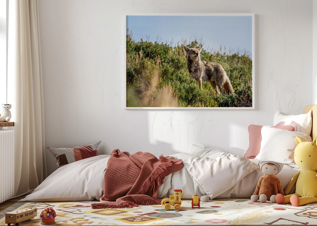 Coyote N°1 | Tirage photo qualité professionnelle chambre d'enfant
