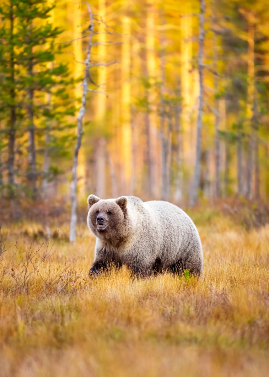 Ours Brun N°1 | Décoration intérieure murale et cadeau original