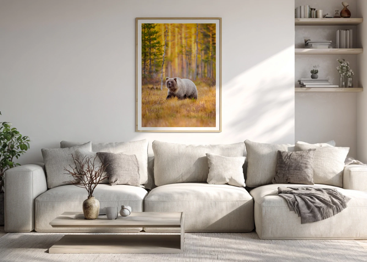 Ours Brun N°1 | Sublimez votre intérieur avec des photos de vie sauvage de qualité professionnelle