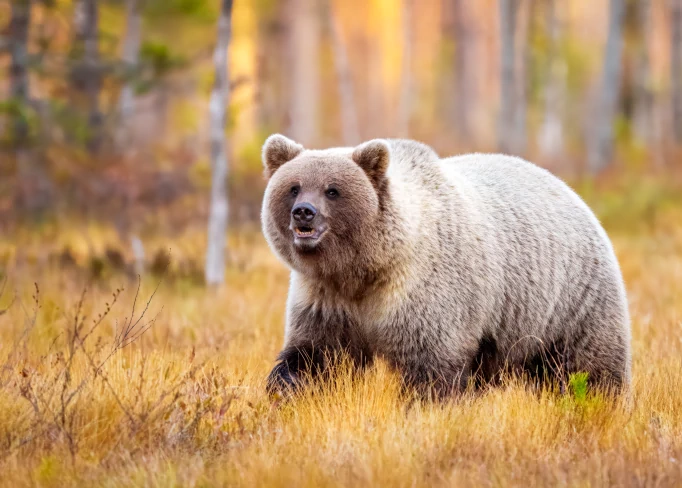 Photos Animaux Sauvages | Ours Brun sauvage traversant les forêts de Finlande, sous un ciel d'automne flamboyant. Tirage photographique sur papier mat haute qualité.