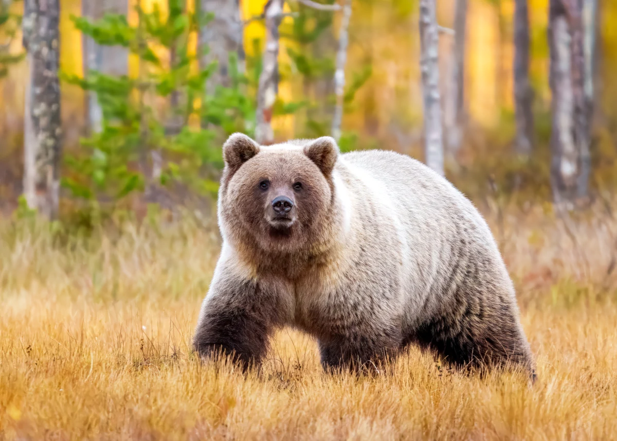 Photos Animaux Sauvages | Toute la force et la fragilité de l’Ours Brun sauvage, emblème de liberté et de nature indomptée. Tirage photographique sur papier mat haute qualité.